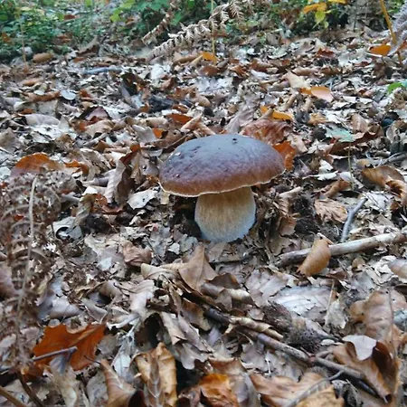 Apartma Dolomiti * Λιουμπλιάνα