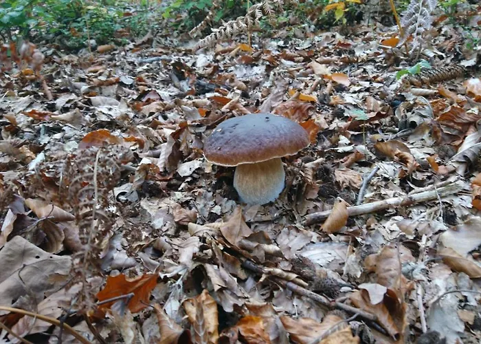 Apartma Dolomiti * Ljubljana